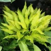 Hosta Fairy Dust Live Plant – 5.25" Pot Perennial Shade Plant - Image 1