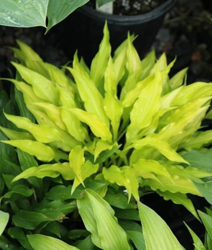 Hosta Fairy Dust Live Plant – 5.25" Pot Perennial Shade Plant - Image 1