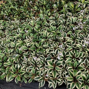 Hosta Firn Line Live Plant – Perennial Shade Lover – 5.25 inch Pot - Image 2