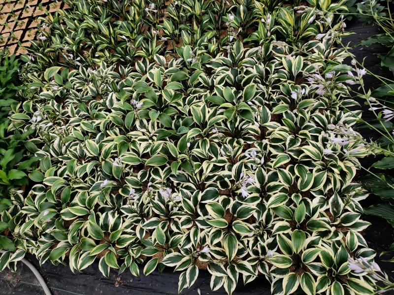 Hosta Firn Line Live Plant – Perennial Shade Lover – 5.25 inch Pot - Image 2