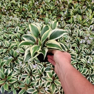 Hosta Firn Line Live Plant – Perennial Shade Lover – 5.25 inch Pot - Image 3
