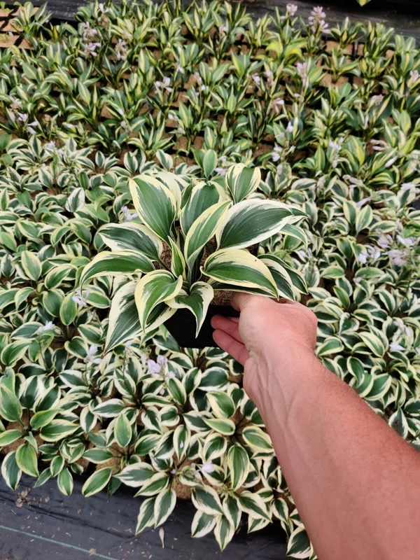 Hosta Firn Line Live Plant – Perennial Shade Lover – 5.25 inch Pot - Image 3