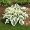 Hosta Firn Line Live Plant – Perennial Shade Lover – 5.25 inch Pot - Image 1