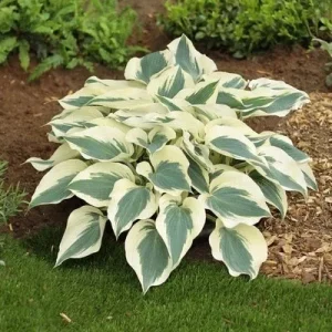 Hosta Firn Line Live Plant – Perennial Shade Lover – 5.25 inch Pot - Image 1