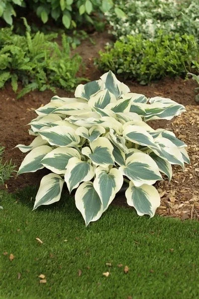 Hosta Firn Line Live Plant – Perennial Shade Lover – 5.25 inch Pot - Image 1