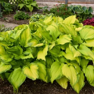 Hosta First Dance Live Plant – Perennial Shade Plant – 5.25 inch Pot - Image 1
