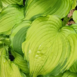 Hosta First Dance Live Plant – Perennial Shade Plant – 5.25 inch Pot - Image 2