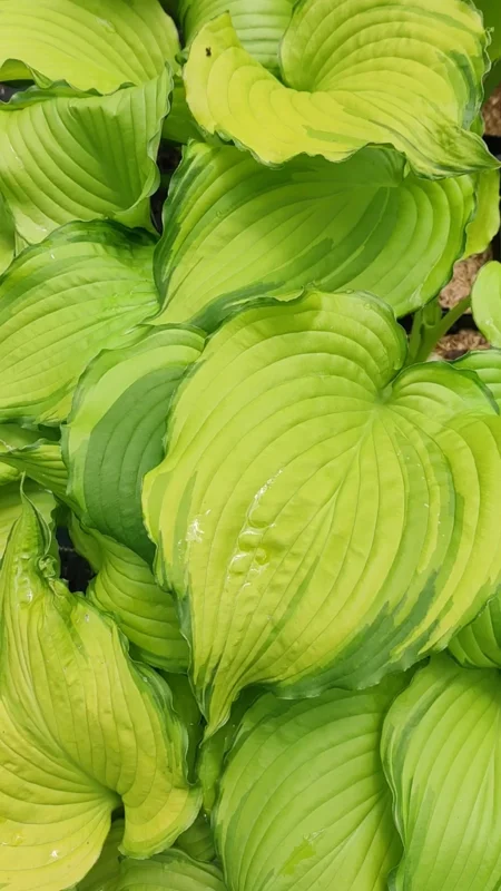 Hosta First Dance Live Plant – Perennial Shade Plant – 5.25 inch Pot - Image 2
