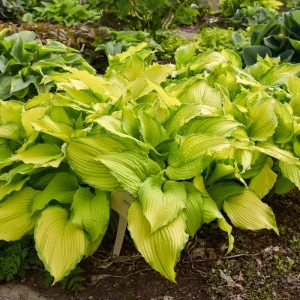 Hosta First Dance Live Plant – Perennial Shade Plant – 5.25 inch Pot - Image 3