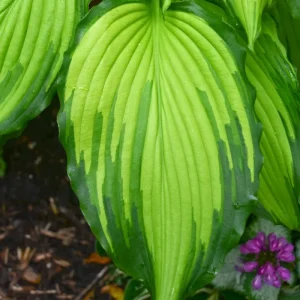 Hosta First Dance Live Plant – Perennial Shade Plant – 5.25 inch Pot - Image 4