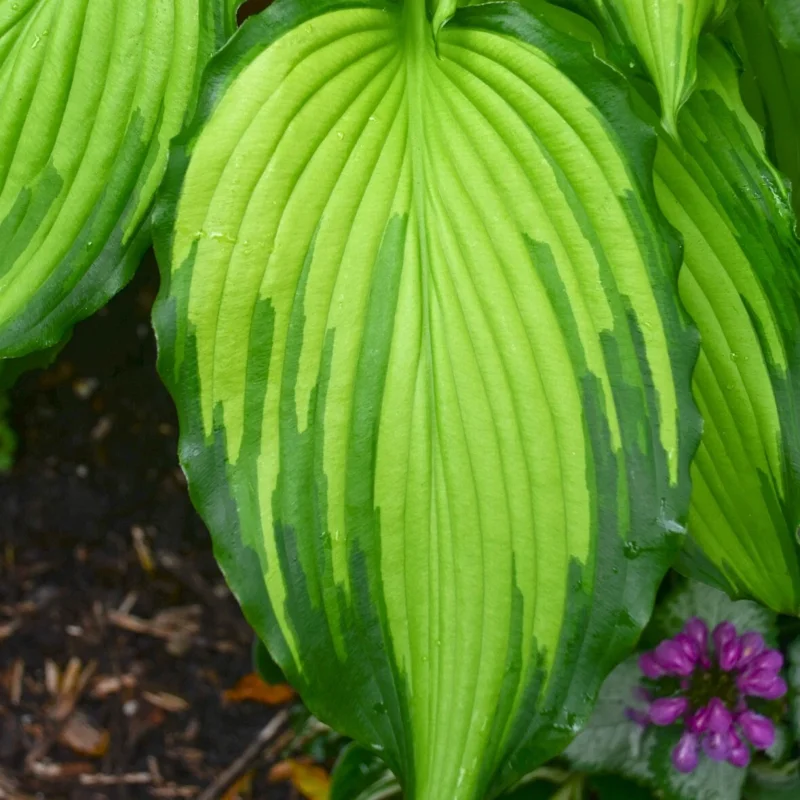 Hosta First Dance Live Plant – Perennial Shade Plant – 5.25 inch Pot - Image 4