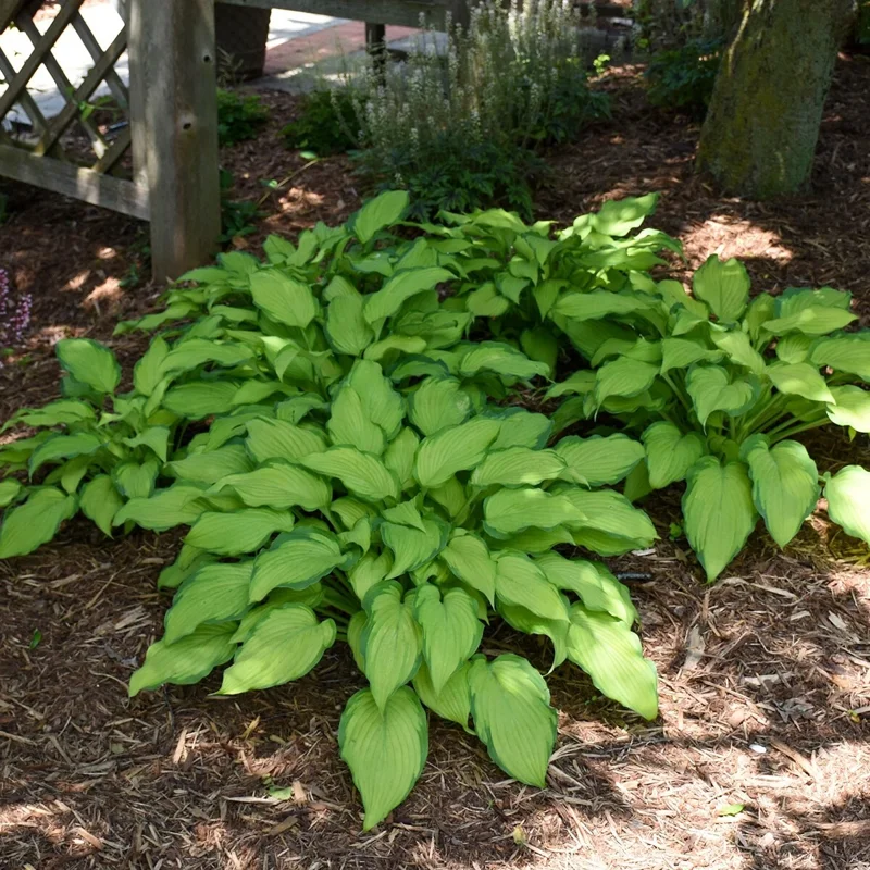 Hosta First Dance Live Plant – Perennial Shade Plant – 5.25 inch Pot - Image 5