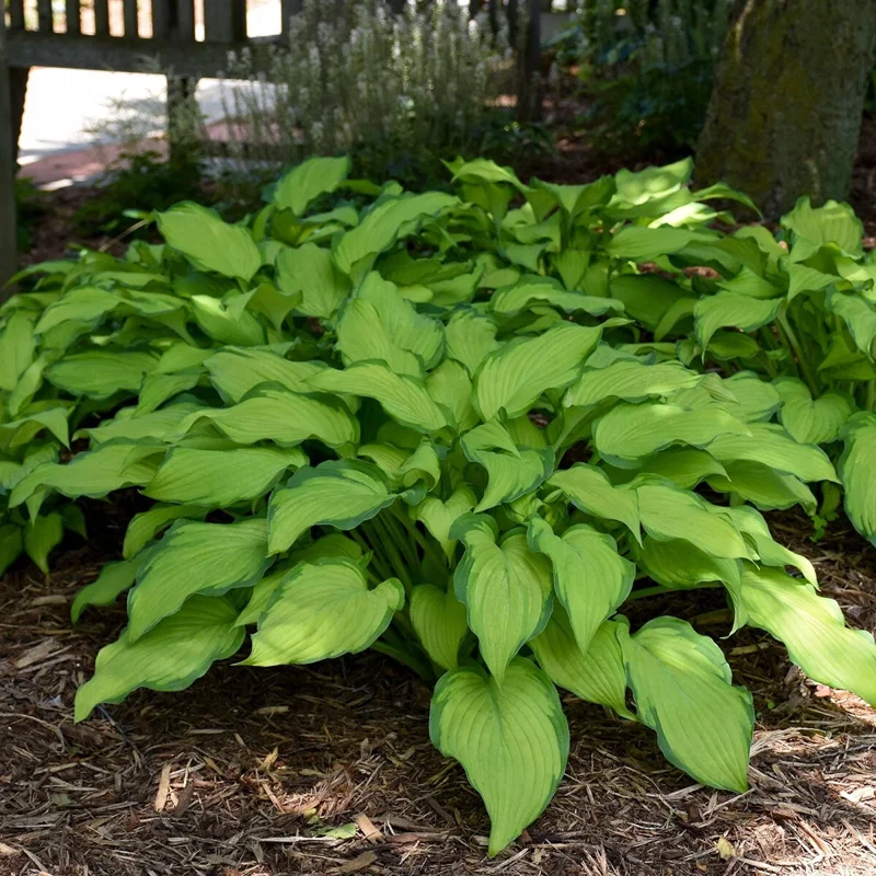 Hosta First Dance Live Plant – Perennial Shade Plant – 5.25 inch Pot - Image 6