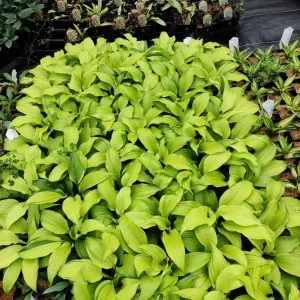 Hosta First Dance Live Plant – Perennial Shade Plant – 5.25 inch Pot - Image 7