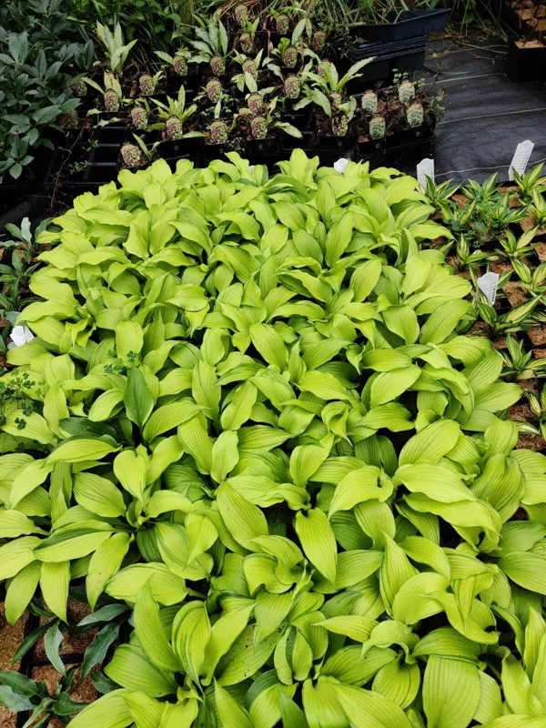 Hosta First Dance Live Plant – Perennial Shade Plant – 5.25 inch Pot - Image 7