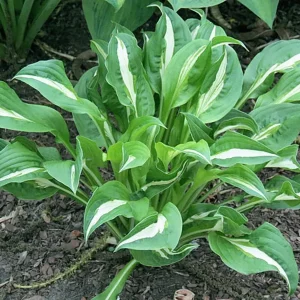 Hosta Foxfire Viper Live Plant – Perennial Shade Plant – 5.25 inch Pot - Image 2