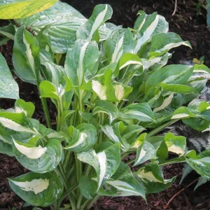 Hosta Foxfire Viper Live Plant – Perennial Shade Plant – 5.25 inch Pot - Image 1