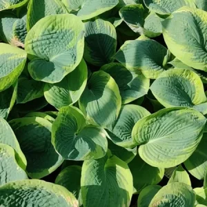 Hosta Frances Williams Live Plant – 5.25