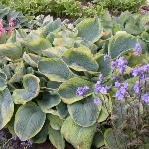 Hosta Frances Williams Live Plant – 5.25