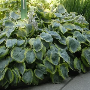 Hosta Frances Williams Live Plant – 5.25