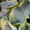 Hosta Frances Williams Live Plant – 5.25" Pot – Perennial Shade Plant - Image 1