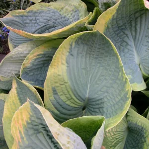 Hosta Frances Williams Live Plant – 5.25