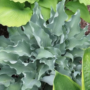 Hosta Frill Ride Live Plant – 5.25