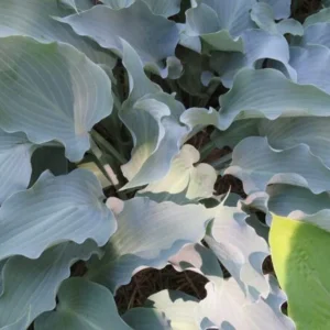 Hosta Frill Ride Live Plant – 5.25