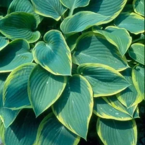 Hosta Frost Giant Live Plant – 5.25