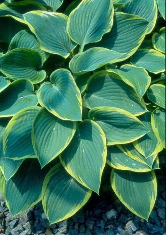 Hosta Frost Giant Live Plant – 5.25" Pot Perennial Shade Plant - Image 2