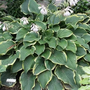 Hosta Frost Giant Live Plant – 5.25