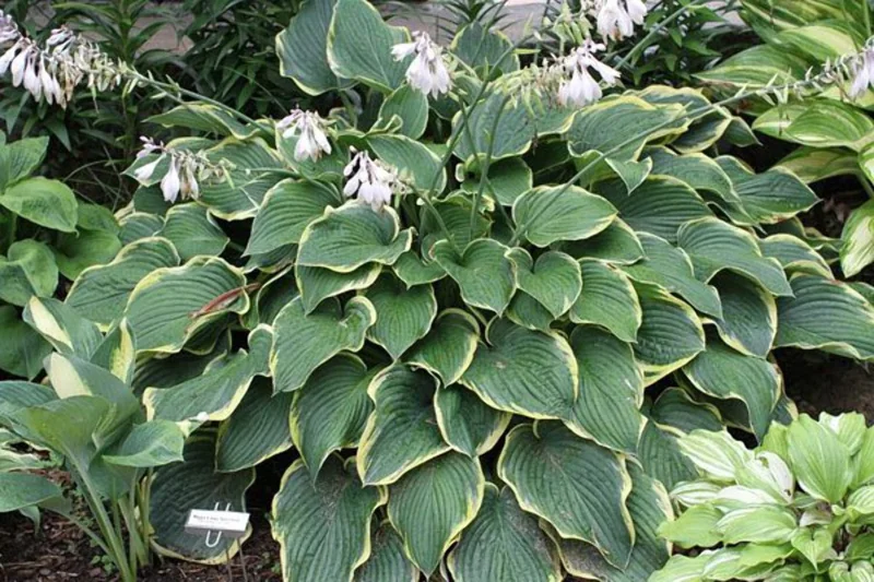 Hosta Frost Giant Live Plant – 5.25" Pot Perennial Shade Plant - Image 1