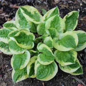 Hosta Fruit Loop Perennial Live Plant – Shade Loving Foliage – 5.25 inch Pot - Image 1