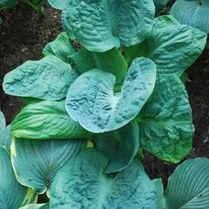 Hosta Generation X Live Plant – Perennial Shade Plant in 5.25