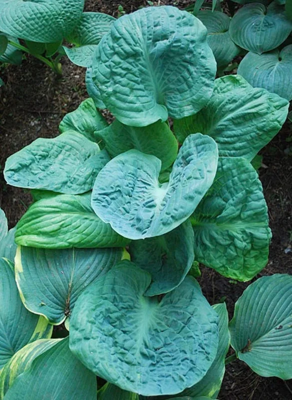 Hosta Generation X Live Plant – Perennial Shade Plant in 5.25" Pot - Image 2