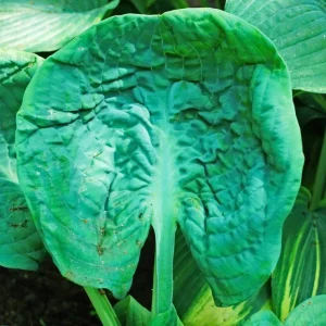 Hosta Generation X Live Plant – Perennial Shade Plant in 5.25