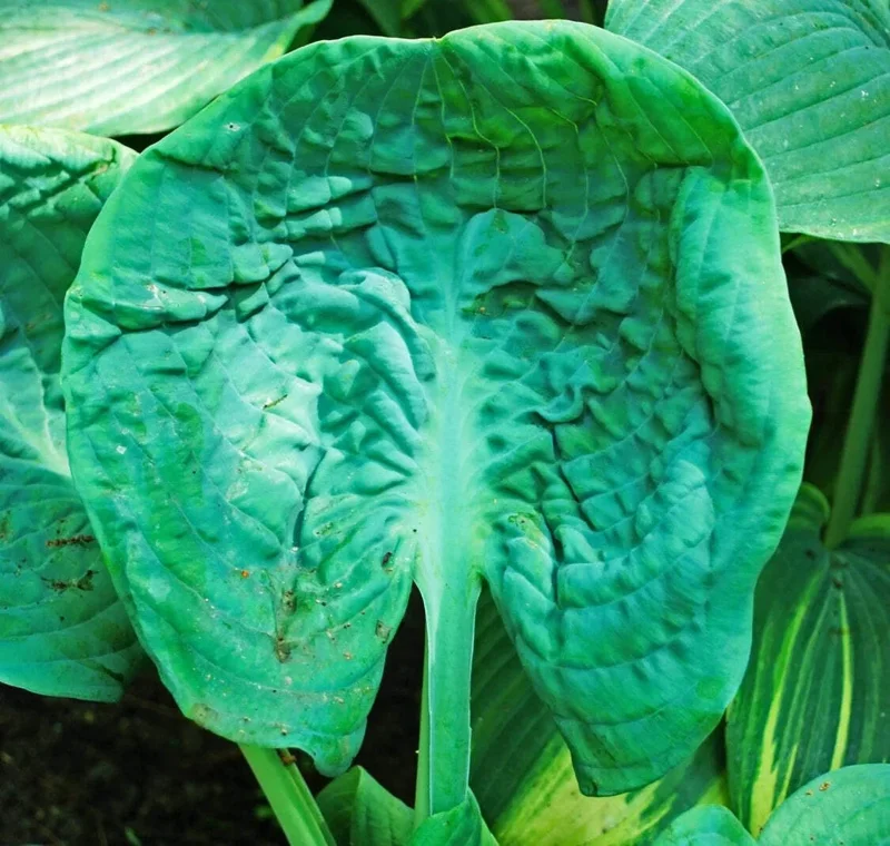 Hosta Generation X Live Plant – Perennial Shade Plant in 5.25" Pot - Image 1