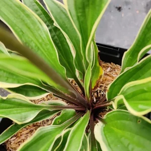 Hosta Grateful Red Live Plant – 5.25