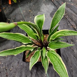 Hosta Grateful Red Live Plant – 5.25