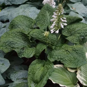Hosta Hogwarts Live Plant – 5.25" Pot Well Rooted Perennial Shade Plant - Image 1