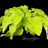 Hosta Honey Dripper Live Plant – Perennial Shade Plant – 5.25 inch Pot - Image 1