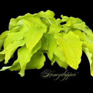 Hosta Honey Dripper Live Plant – Perennial Shade Plant – 5.25 inch Pot - Image 1