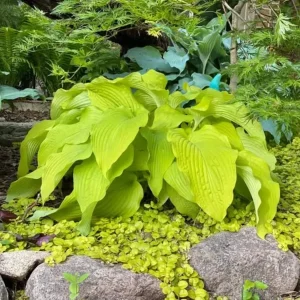 Hosta Honey Dripper Live Plant – Perennial Shade Plant – 5.25 inch Pot - Image 2
