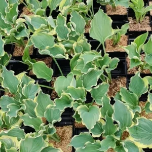 Hosta 'Hope Springs Eternal' Live Plant – 5.25