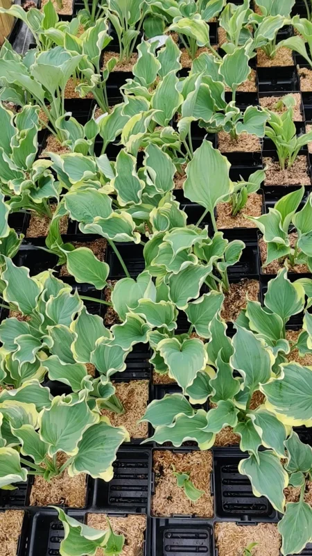 Hosta 'Hope Springs Eternal' Live Plant – 5.25" Pot Perennial Outdoor - Image 2