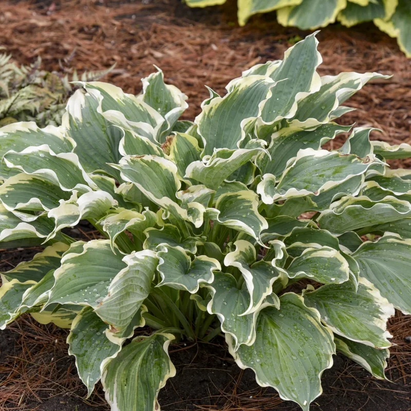 Hosta 'Hope Springs Eternal' Live Plant – 5.25" Pot Perennial Outdoor - Image 3