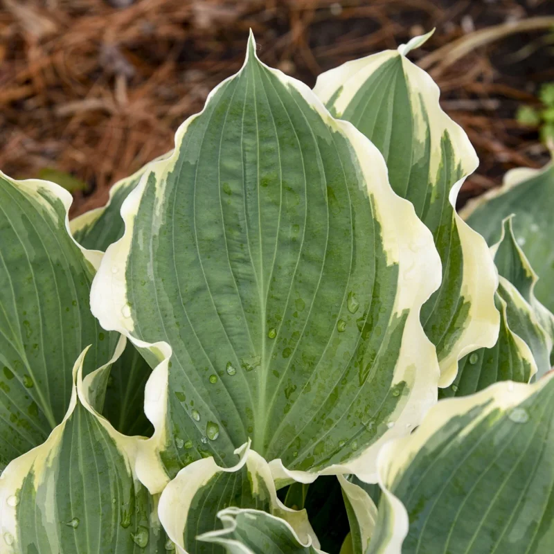 Hosta 'Hope Springs Eternal' Live Plant – 5.25" Pot Perennial Outdoor - Image 4