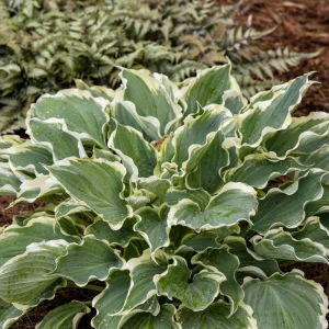 Hosta 'Hope Springs Eternal' Live Plant – 5.25