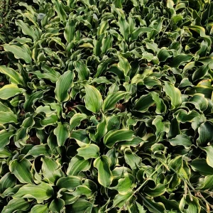 Hosta 'Hope Springs Eternal' Live Plant – 5.25