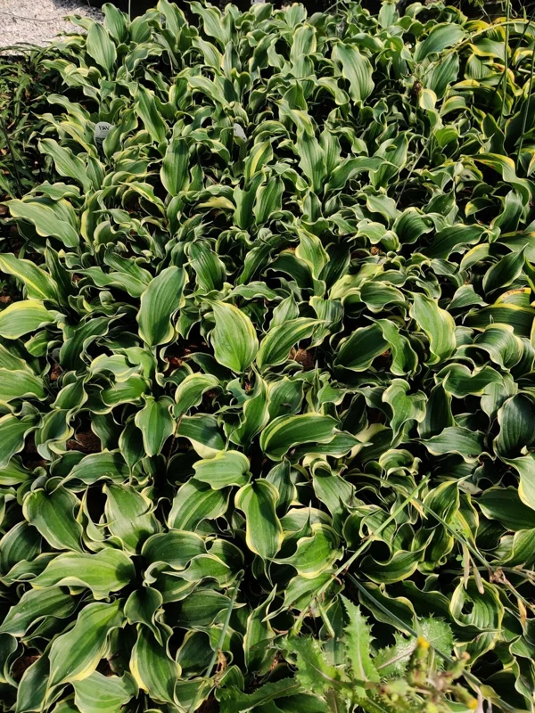 Hosta 'Hope Springs Eternal' Live Plant – 5.25" Pot Perennial Outdoor - Image 6